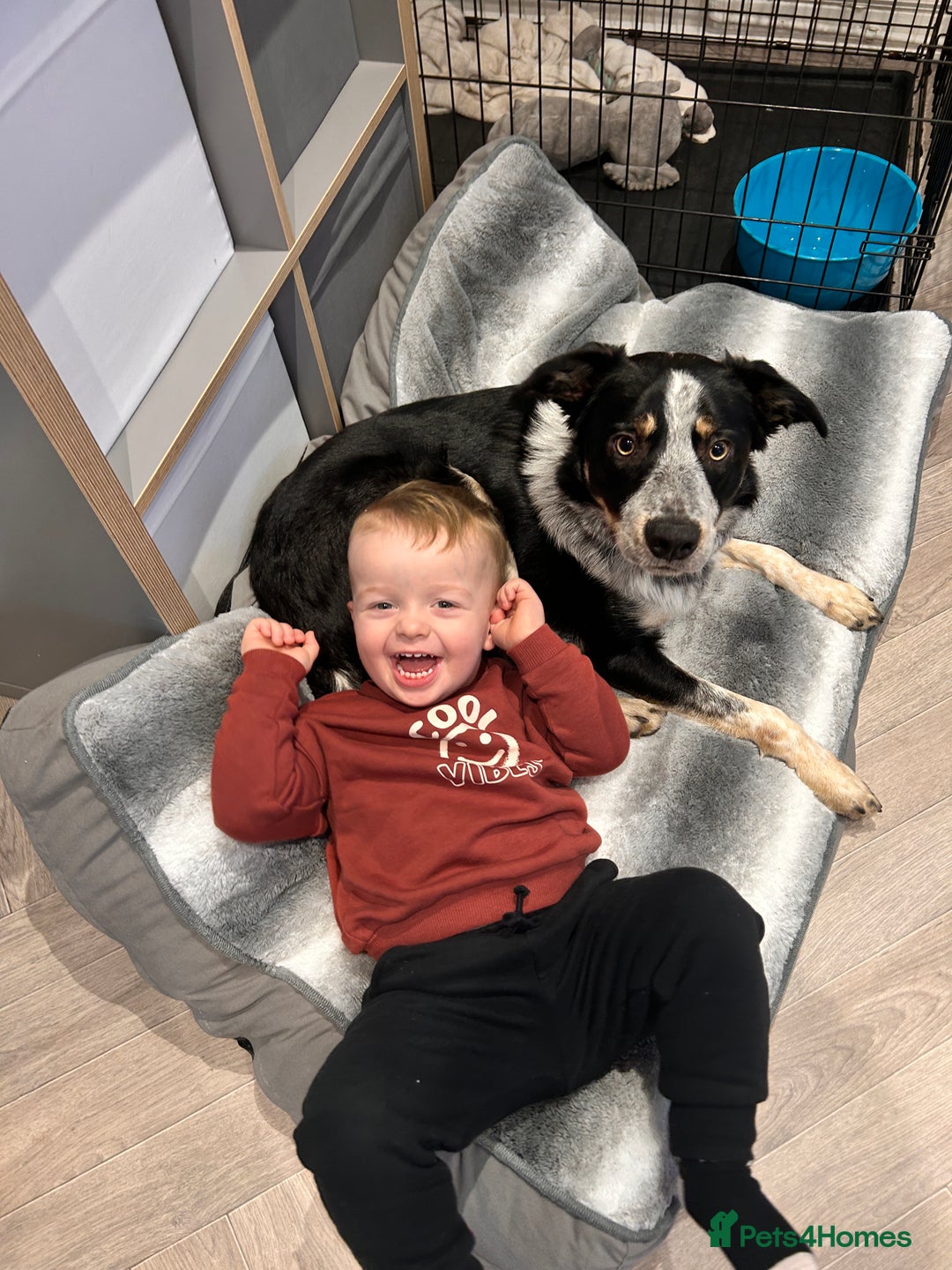 Border Collie dogs for sale: 11 month old border collie  - Advert 6