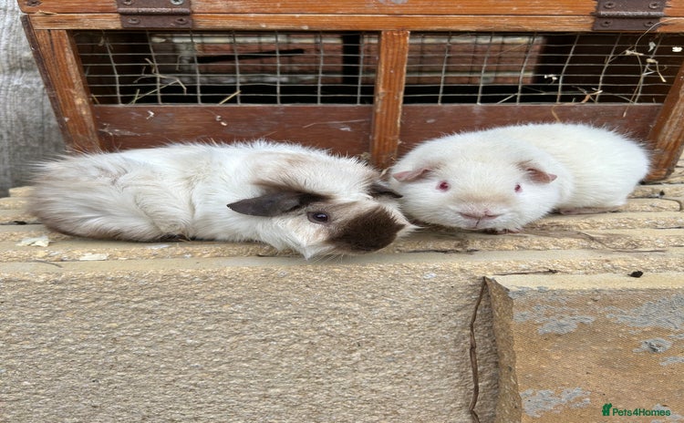Guinea Pig rodents - Advert 7