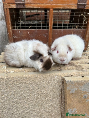 Guinea Pig rodents - Advert 7