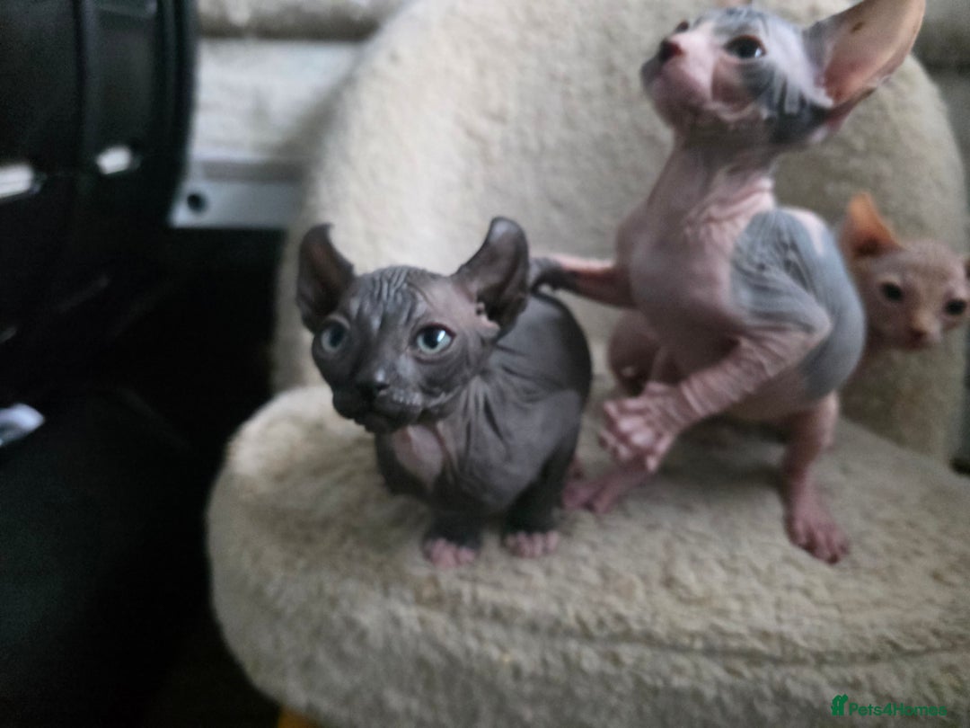 Sphynx cats for sale: Adorable Male Kitten – Sphynx x Devon Rex Cross - Advert 8