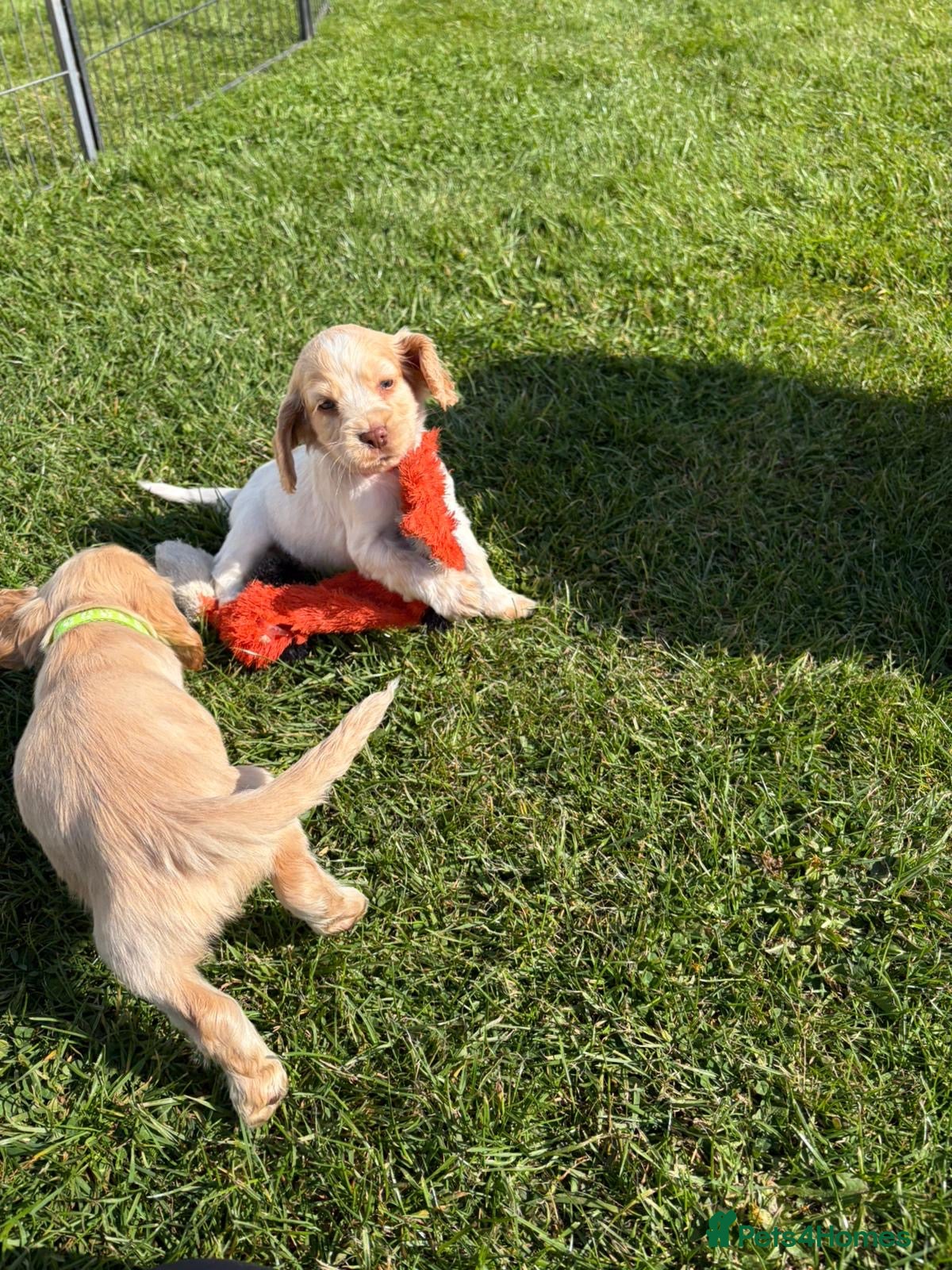 Cocker Spaniel dogs Cocker Spaniel puppies - Advert 2