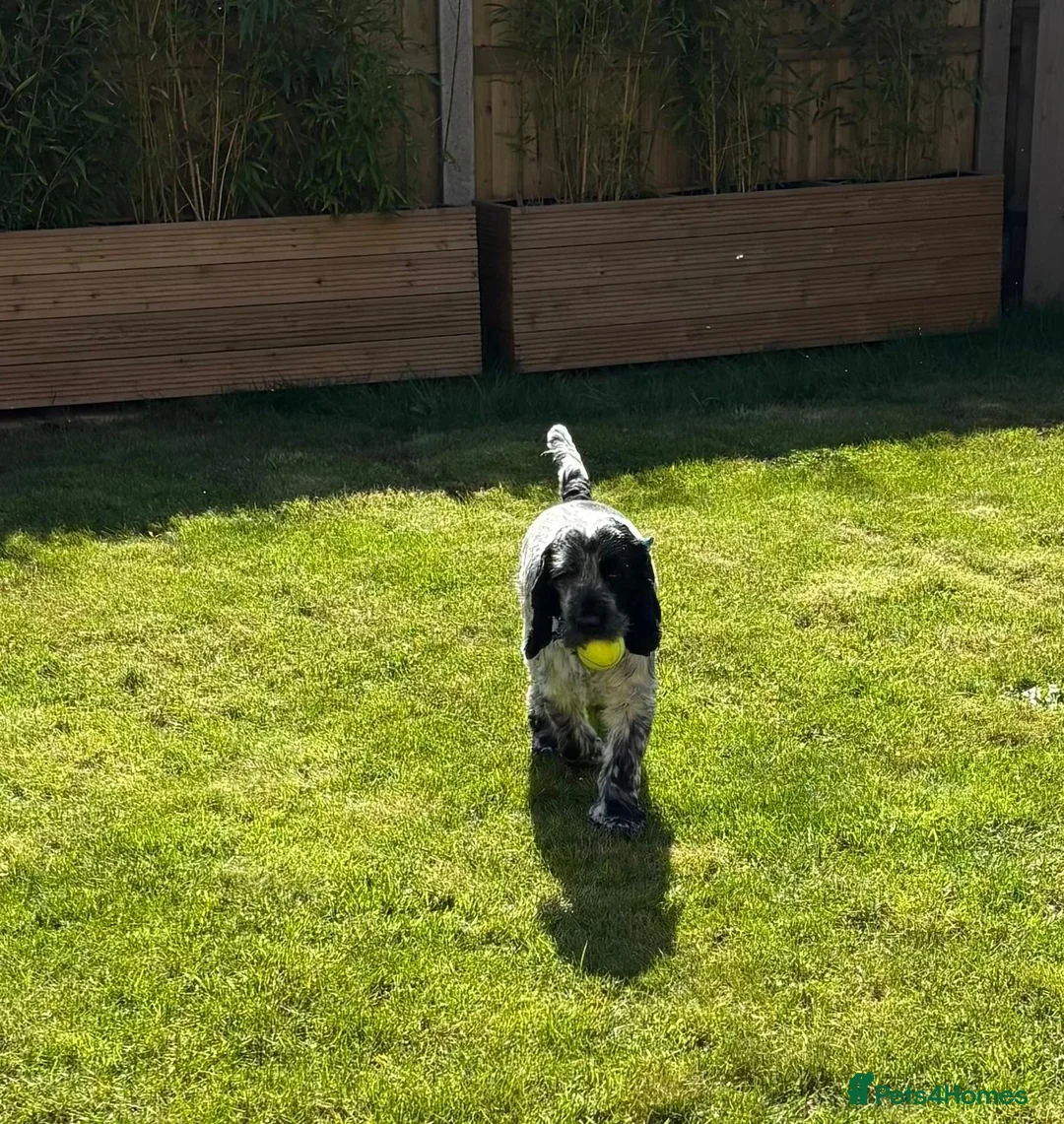 Cocker Spaniel dogs for stud:  KC Show line Blue Roan Cocker spaniel Stud - Advert 6