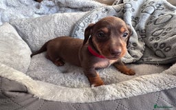 Dachshund dogs for sale: Dachshund Miniature  - Image 28