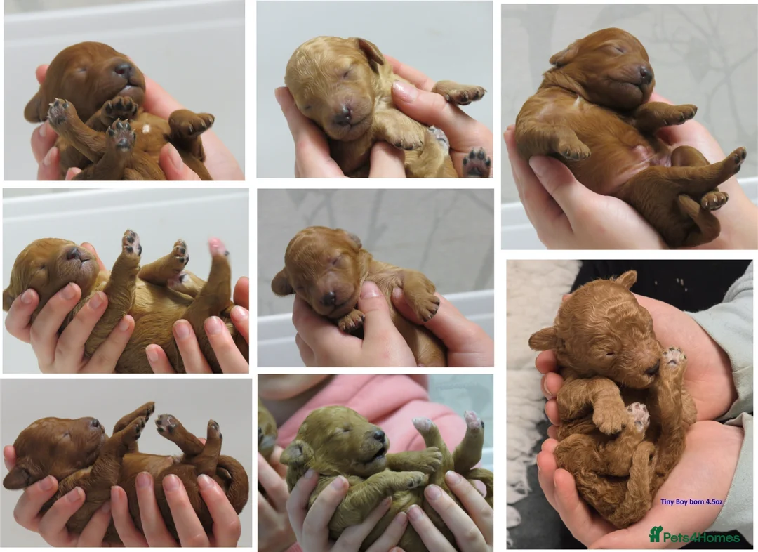 Cockapoo dogs for sale: Beautiful DNA Health tested Cockapoos - Advert 1