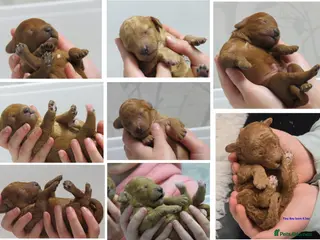 Cockapoo dogs Beautiful DNA Health tested Cockapoos - Advert 13