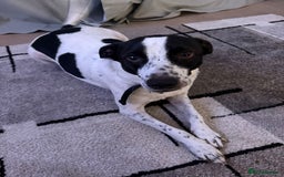 Mixed Breed dogs for sale: Banjo - Bodeguero - Image 1