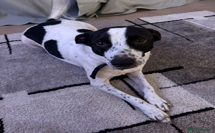 Mixed Breed dogs - Advert 3