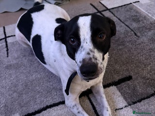 Mixed Breed dogs - Advert 11