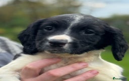 English Springer Spaniel dogs for sale: KC Calm English Springer Spaniel Puppies - Image 30