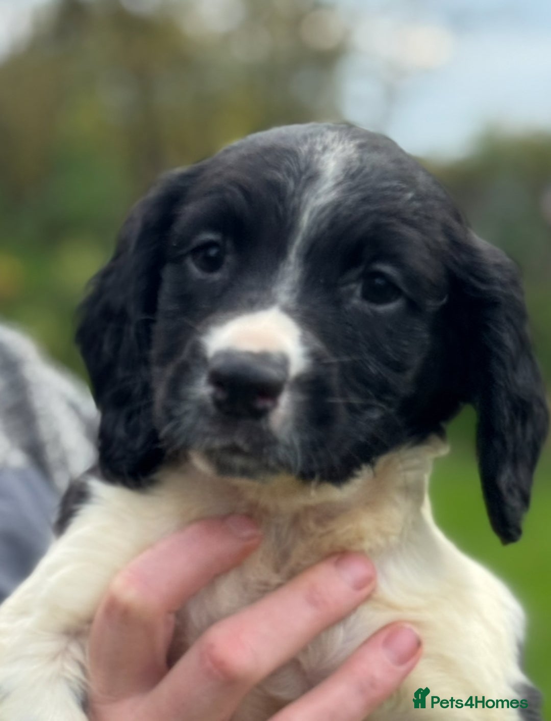 English Springer Spaniel dogs for sale: KC Calm English Springer Spaniel Puppies - Image 30