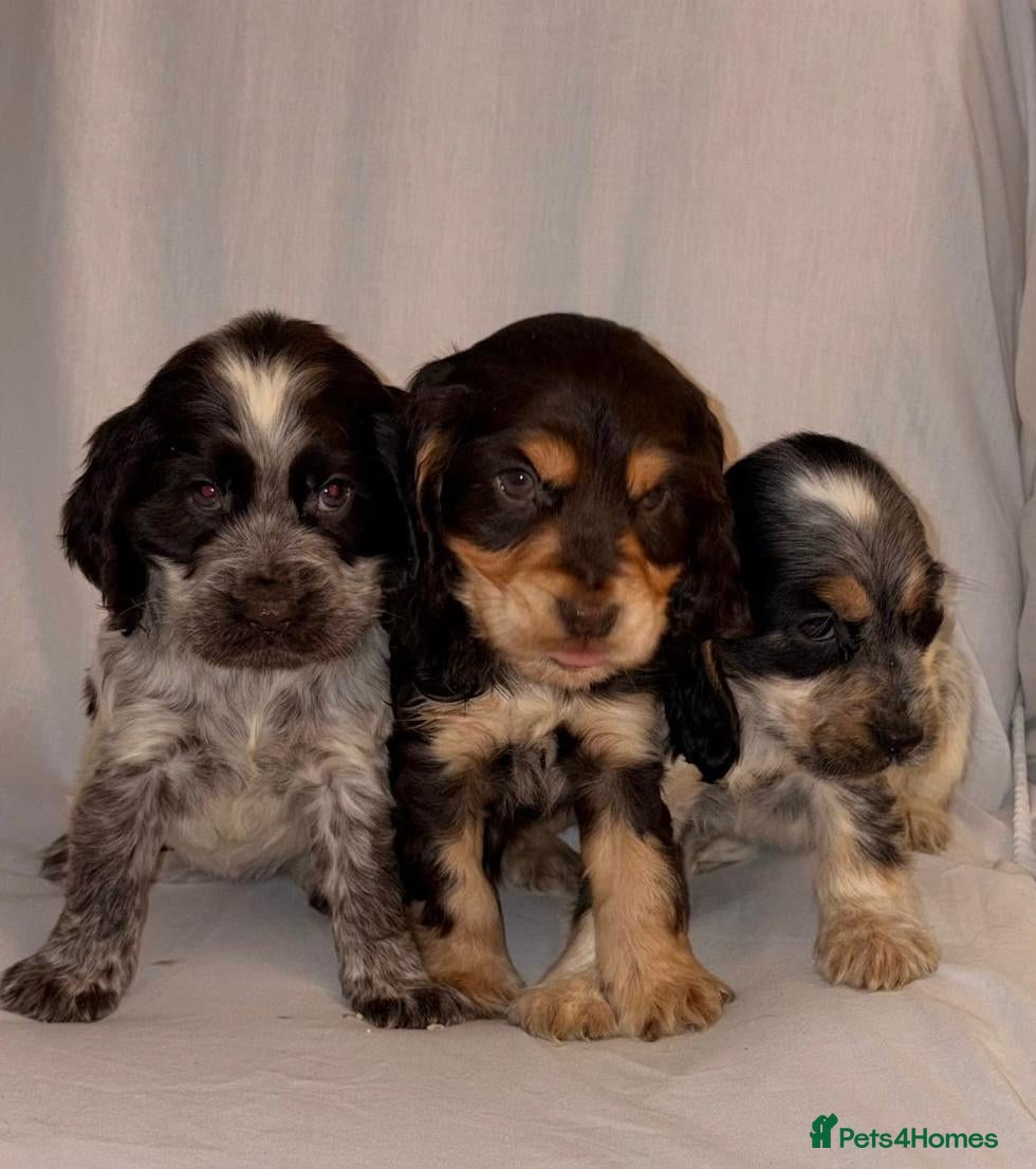 Cocker Spaniel dogs Cocker Spaniel Puppies  - Advert 7