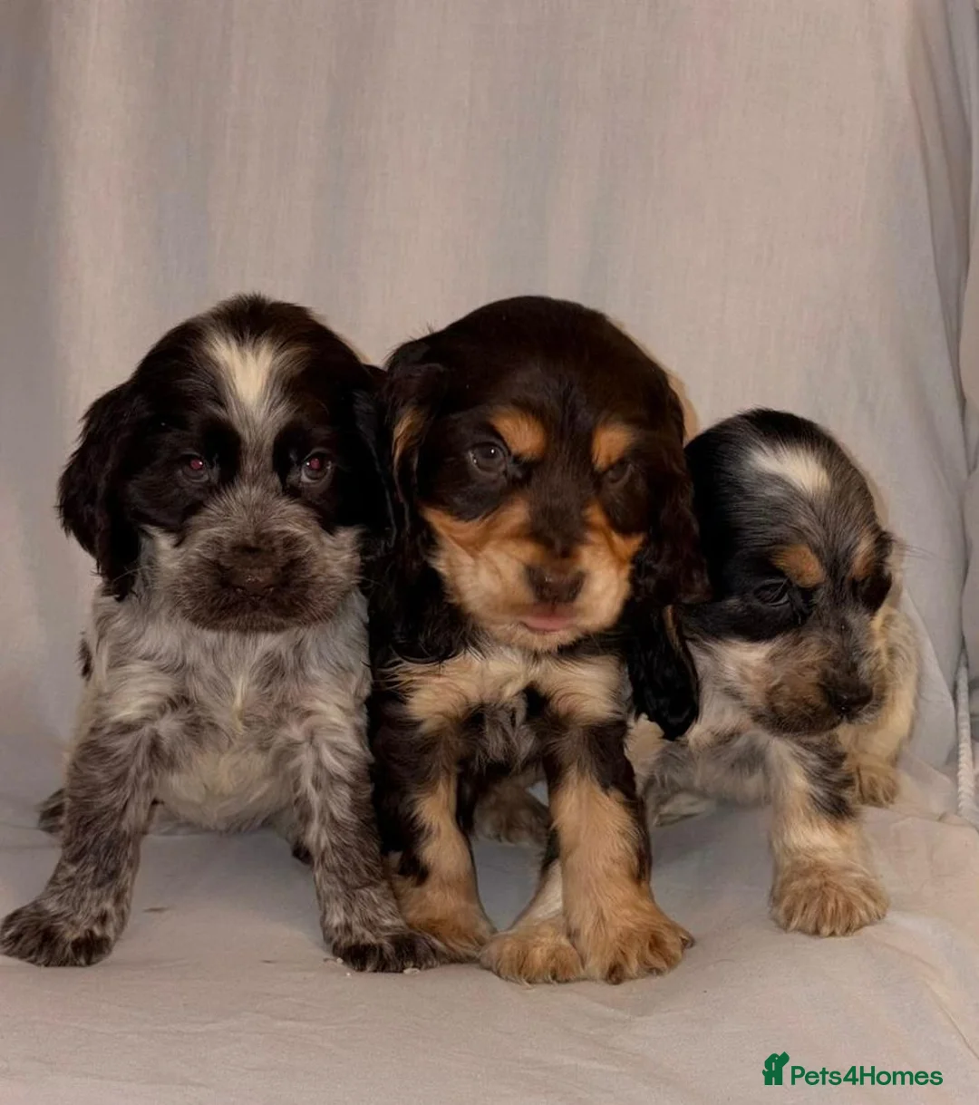 Cocker Spaniel dogs for sale: Cocker Spaniel Puppies  - Advert 1