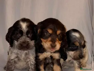 Cocker Spaniel dogs Cocker Spaniel Puppies - Advert 7