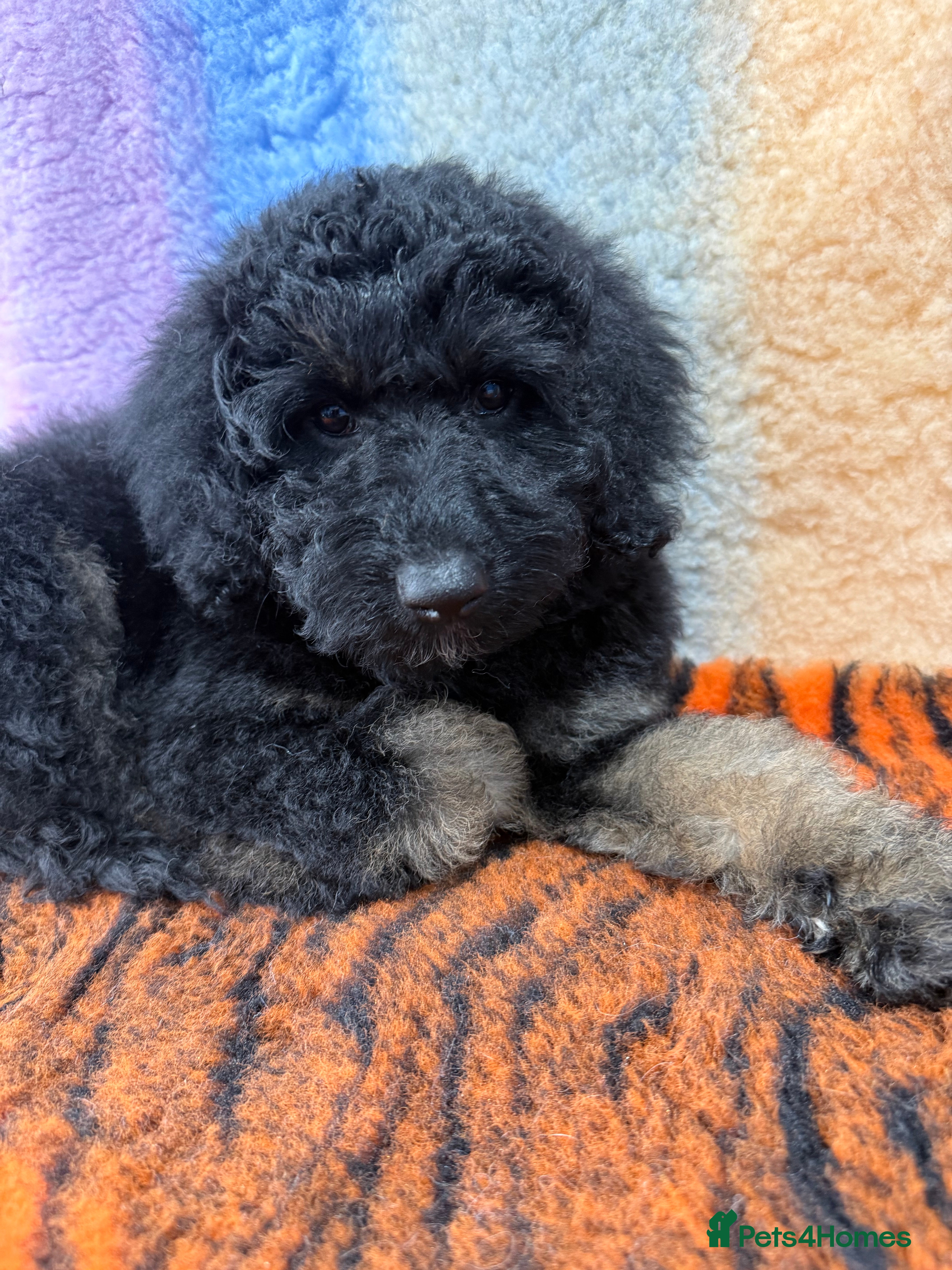 Bernedoodle dogs Last Miniature health tested Bernedoodle   - Advert 5