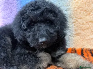 Bernedoodle dogs Last Miniature health tested Bernedoodle - Advert 2