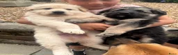 German Shepherd dogs for sale: Top Quality German Shephard one girl left - Advert 13