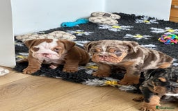 English Bulldog dogs for sale: READY TO LEAVE STUNNING ENGLISH BULLDOGS  - Image 4