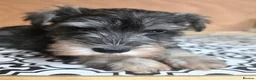 Miniature Schnauzer dogs for sale: Miniature schnauzer puppies - Advert 6