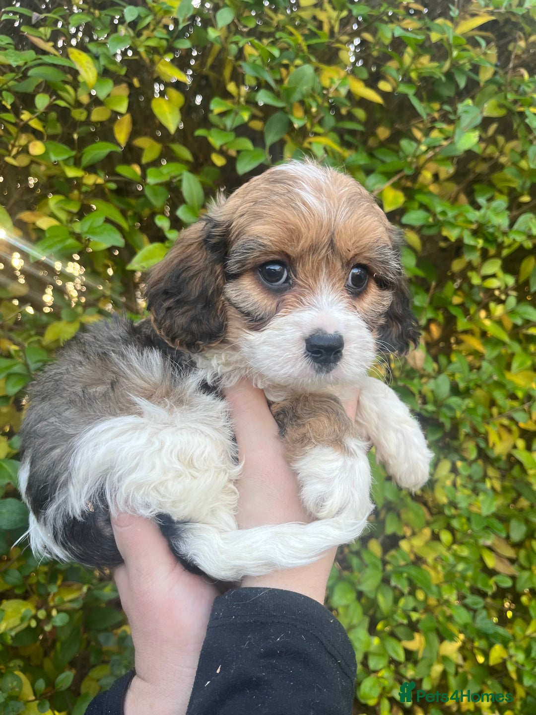 Cavachon dogs for sale: Cavachon Puppies Health Tested Clear  - Advert 6