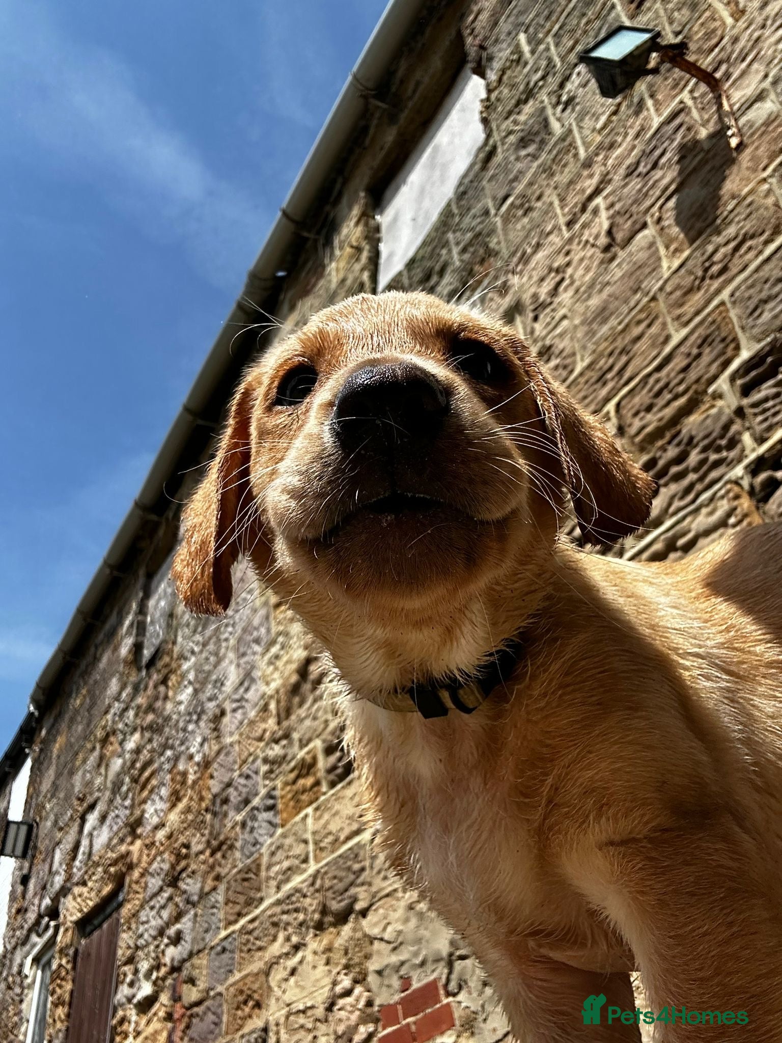 Labrador Retriever dogs MALE YELLOW WORKING LINE LAB PUP - READY TO LEAVE - Advert 2