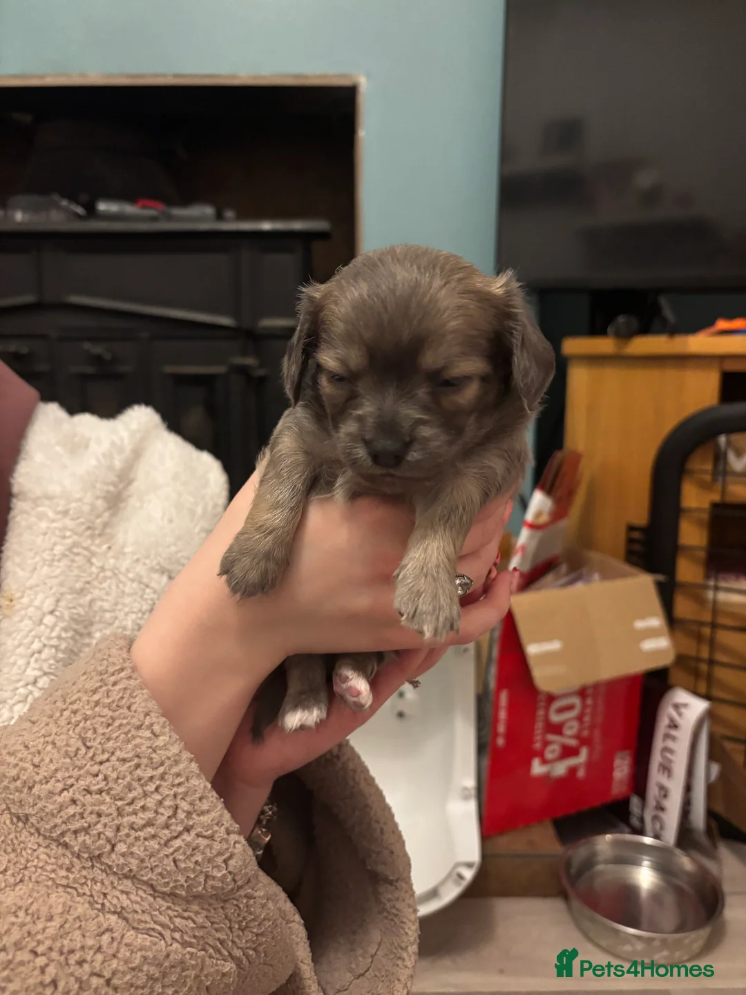 Chiweenie dogs for sale: Chiweenie for sale  - Advert 6