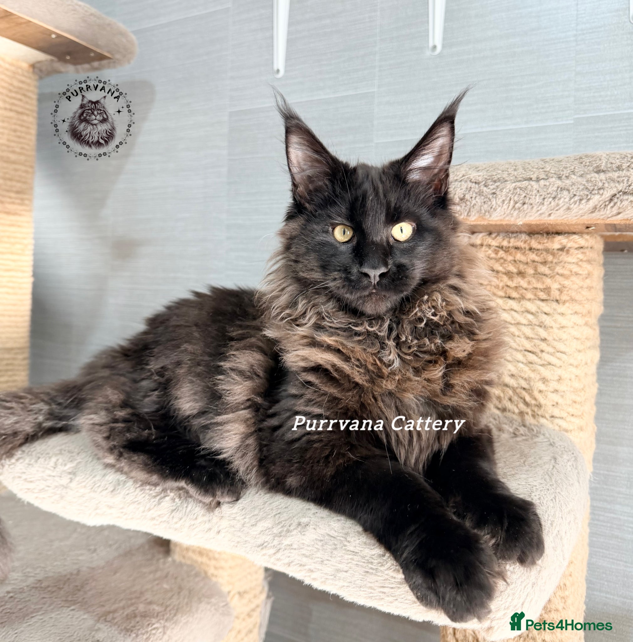 Maine Coon cats TICA registration Maine coon boy READY NOW - Advert 5