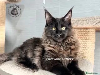 Maine Coon cats TICA registration Maine coon boy READY NOW - Advert 5