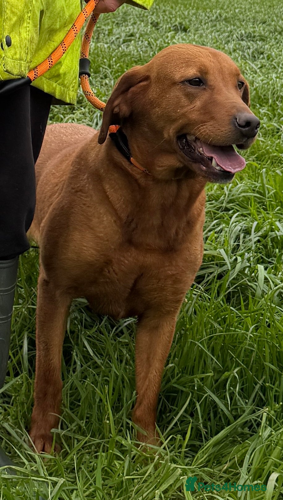 Labrador Retriever dogs Gorgeous KC Registered Fox Red Bitch - Adult - Advert 6