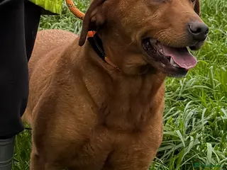 Labrador Retriever dogs Gorgeous KC Registered Fox Red Bitch - Adult - Advert 6