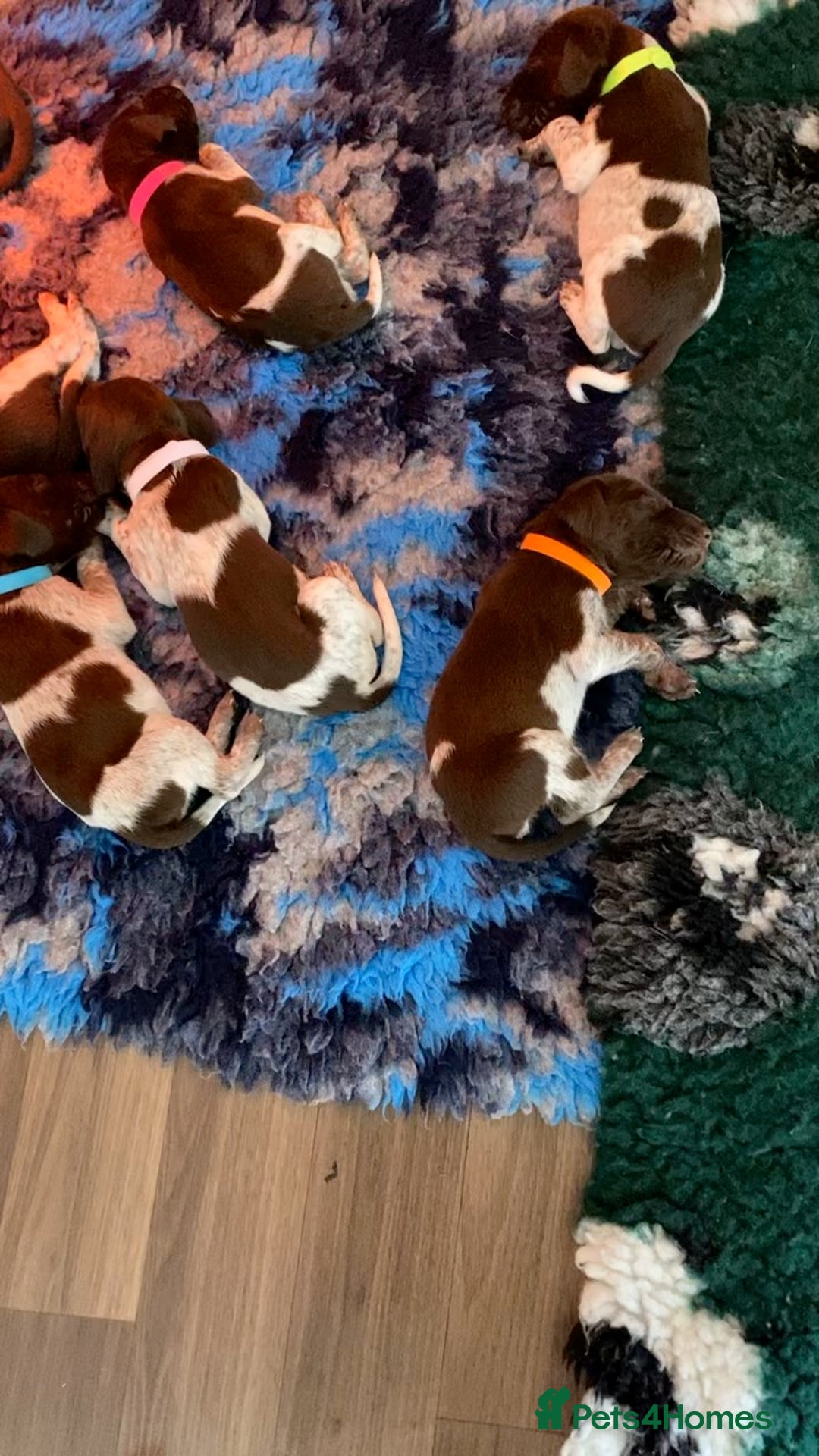 German Shorthaired Pointer dogs for sale: SENSEI-SAINTS German Shorthaired Pointers - Image 12