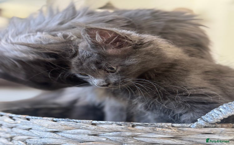 Maine Coon cats in Cardiff - Advert 1