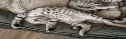 Bengal cats for sale: Silver tica registered bengals - Advert 14