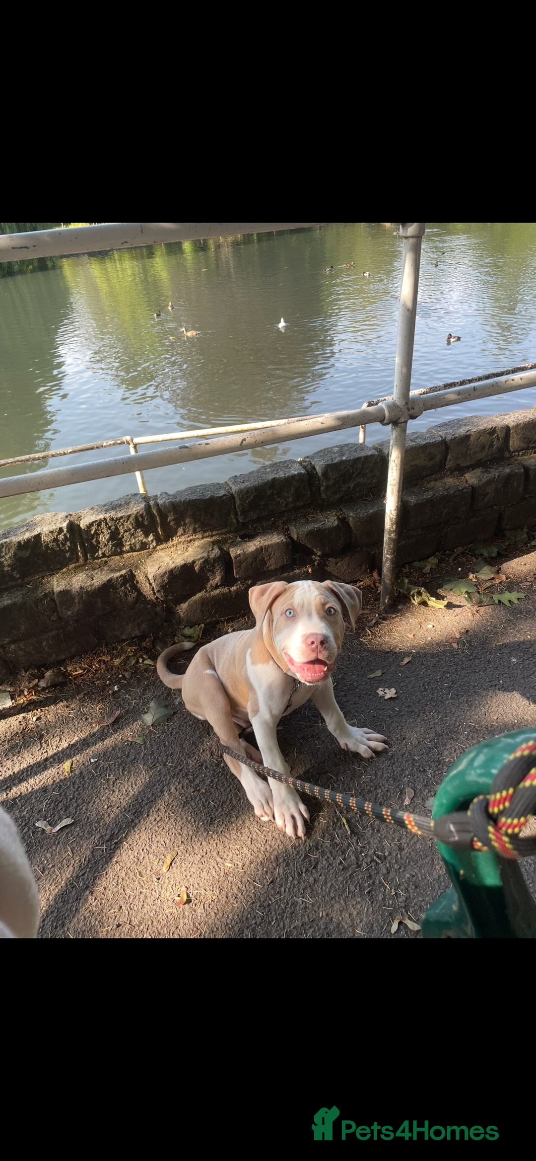 American Bulldog dogs for sale: Beautiful American bulldog boy pup - Image 4