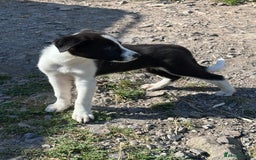 Border Collie dogs for sale: Last boy Border Collie puppy for sale - Image 16