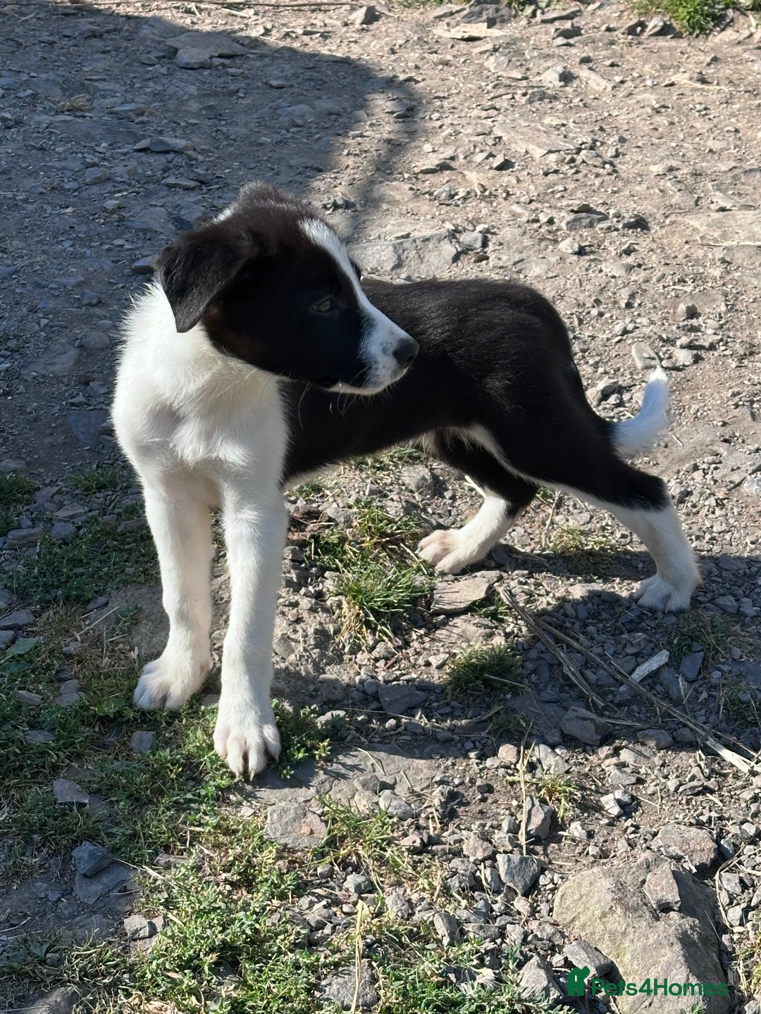 Border Collie dogs for sale: Last boy Border Collie puppy for sale - Image 16