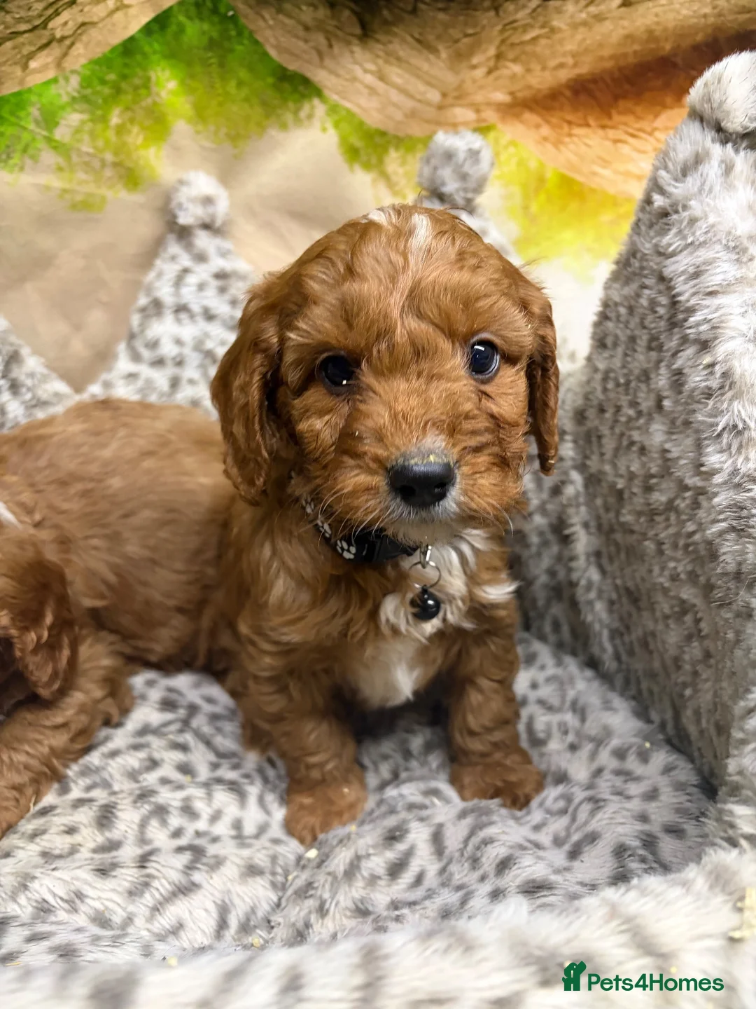 Cavapoo dogs for sale: F1 Ruby red & white Cavapoo puppies DAD DNA TESTED - Advert 6