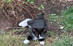 Mixed Breed cats for sale: Kittens - Image 11