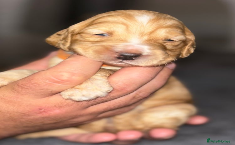 Cockapoo dogs - Advert 3