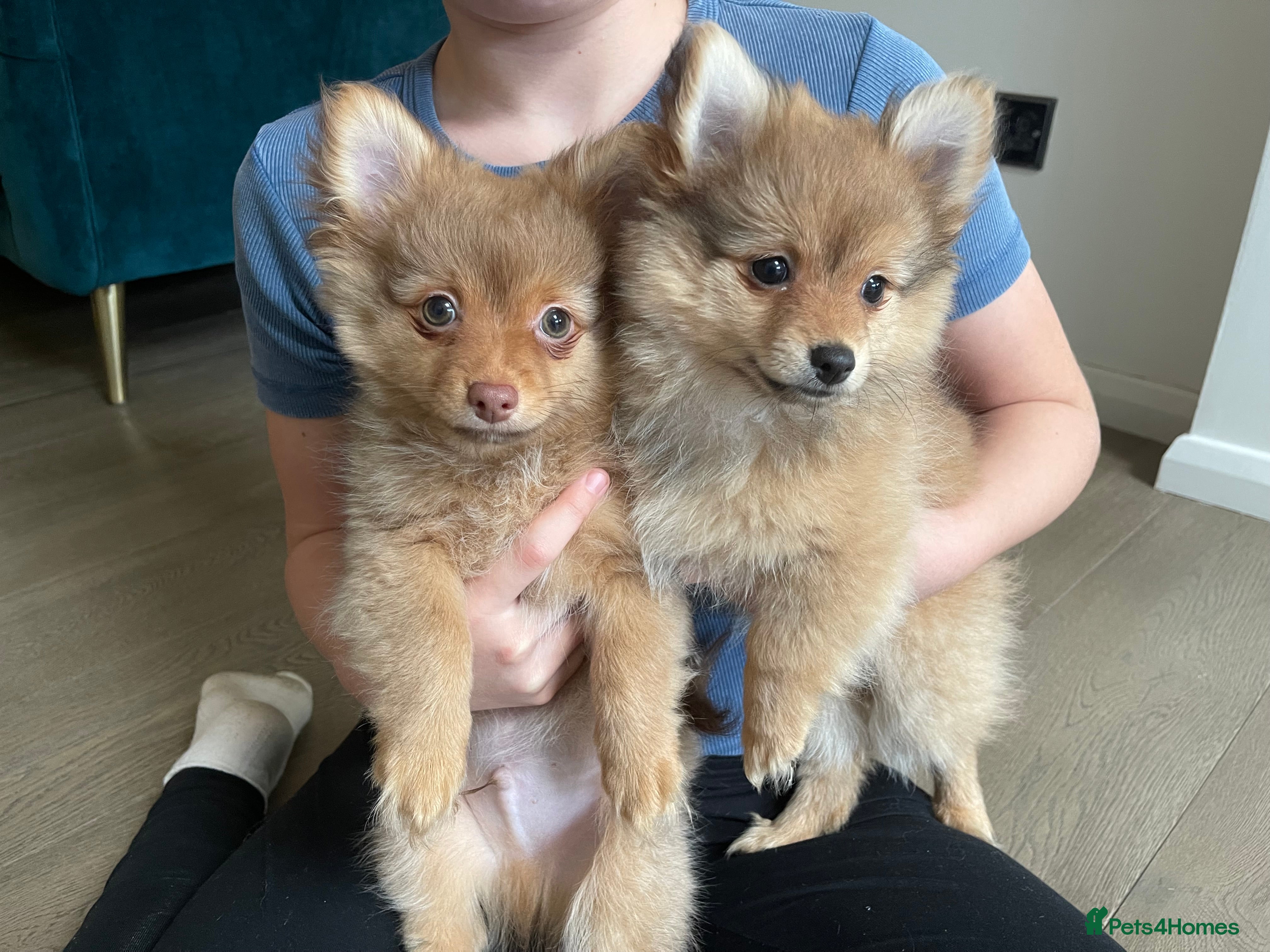 Pomchi dogs Ready Now☺️3 Pomerinian/Pomchi Puppies❤️ - Advert 6