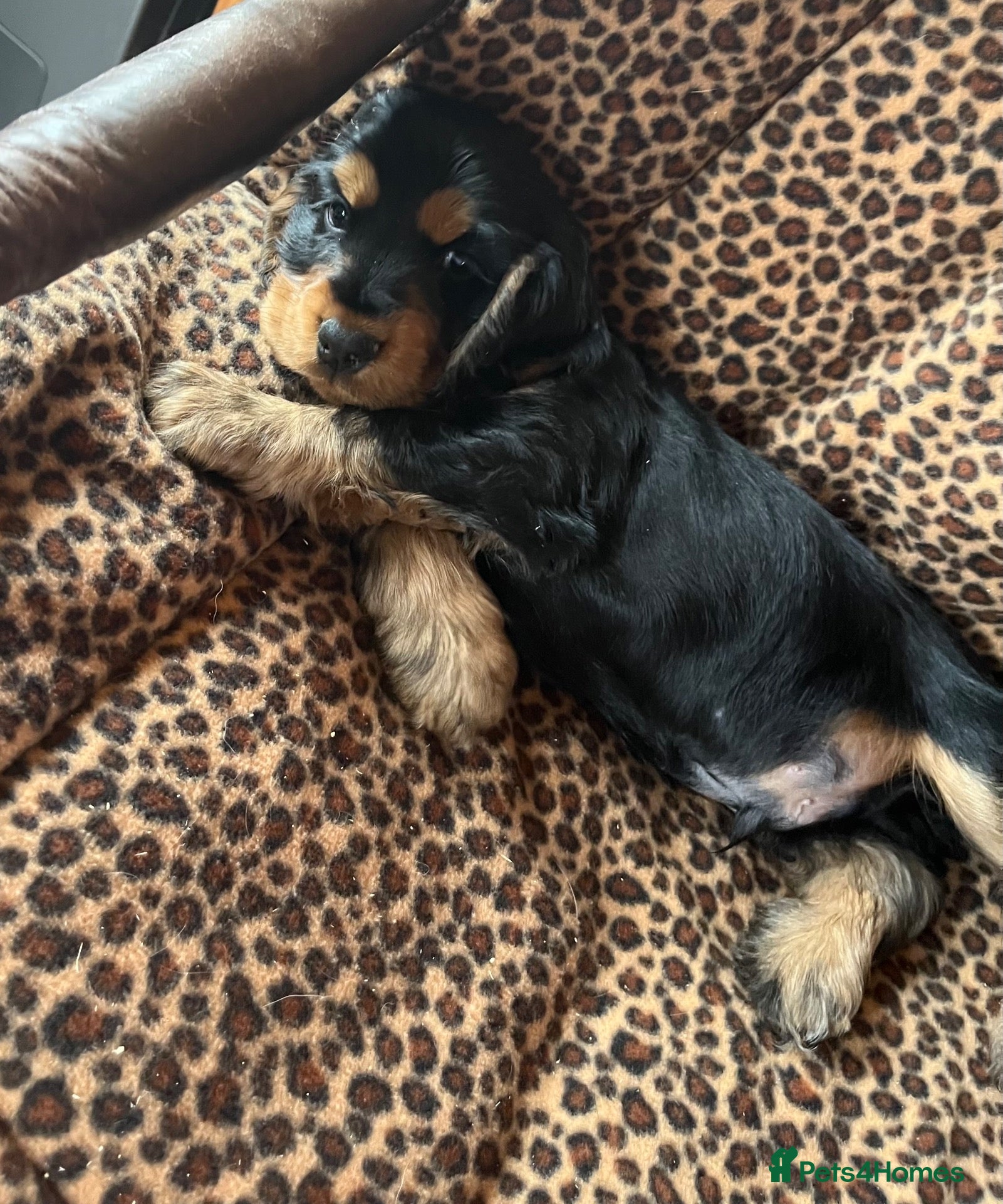 Cocker Spaniel dogs Health tested KC registered show type cocker 🐶  - Advert 1