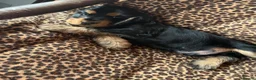 Cocker Spaniel dogs for sale: Health tested KC registered show type cocker 🐶  - Advert 1
