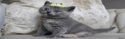 British Shorthair cats for sale: 😻 Unique BSH kittens with pedigree! ✨ - Advert 18