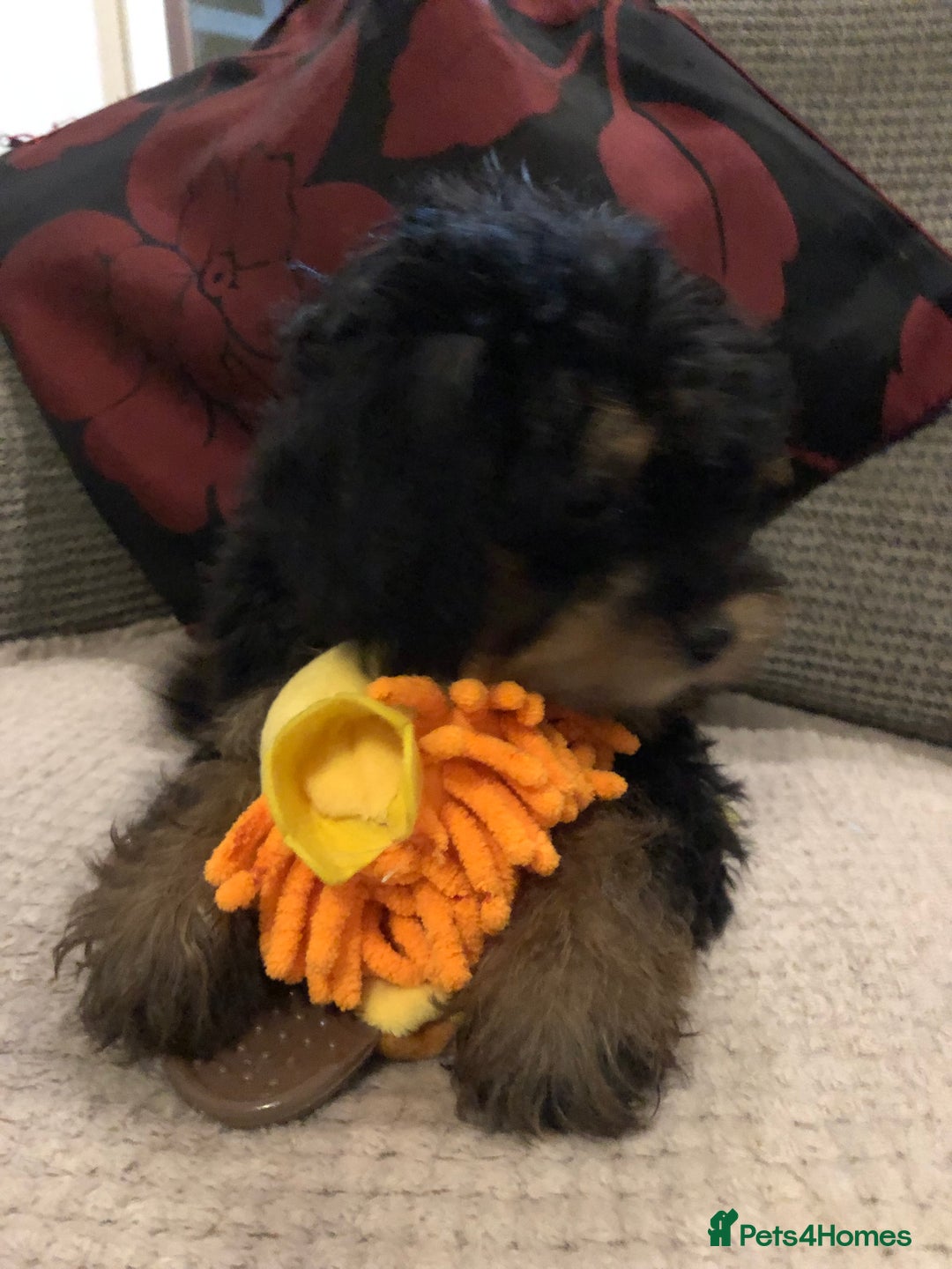 Mixed Breed dogs for sale: shihtzu cross puppies for sale - Advert 2