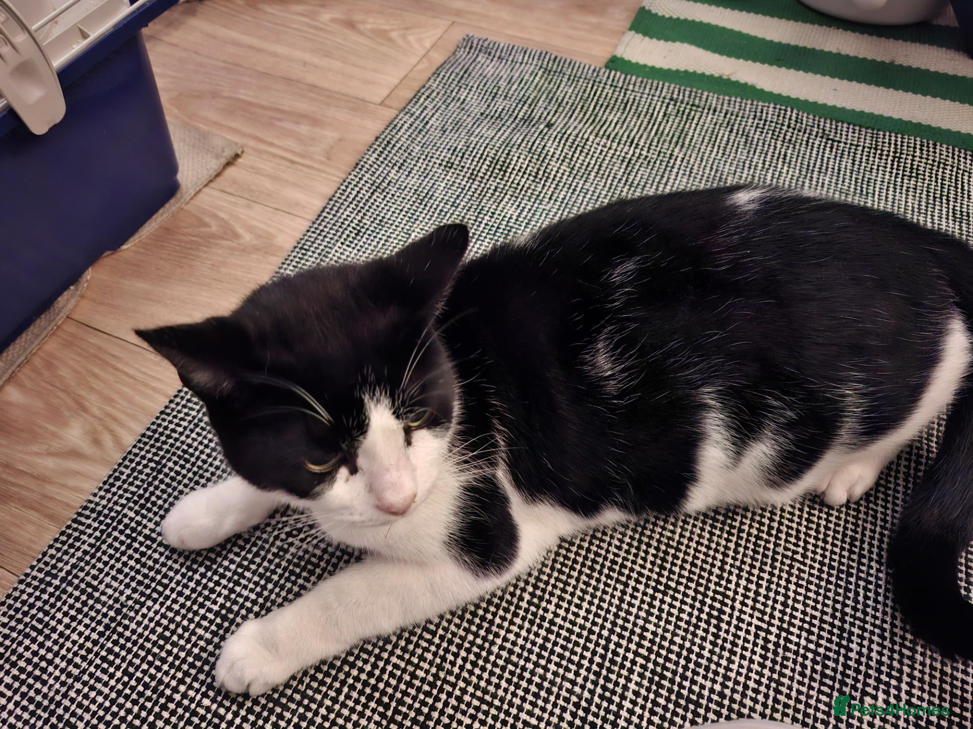 British Shorthair cats 5 year old male cat - Advert 1