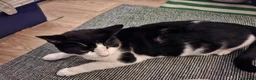 British Shorthair cats for sale: 5 year old male cat in Warrington - Advert 1