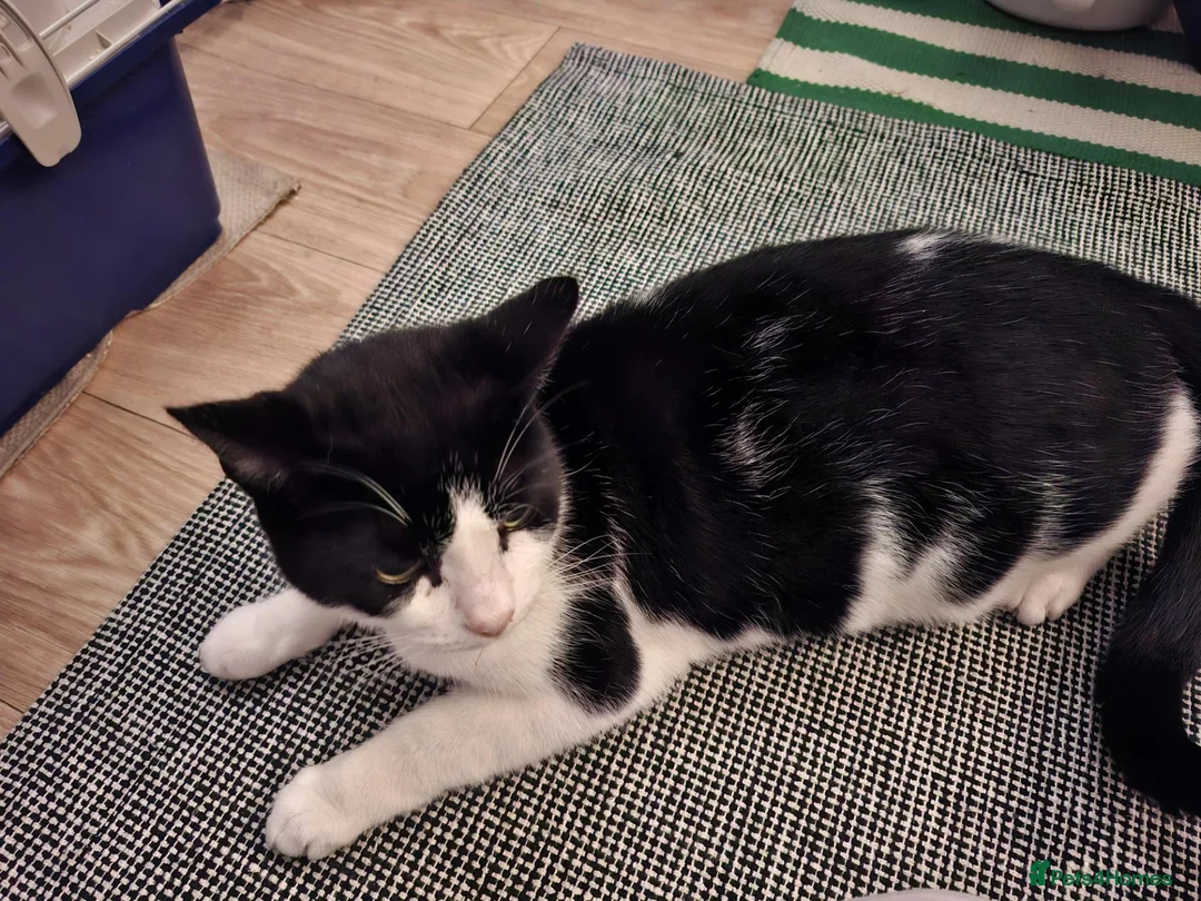 British Shorthair cats for sale: 5 year old male cat in Warrington - Advert 1