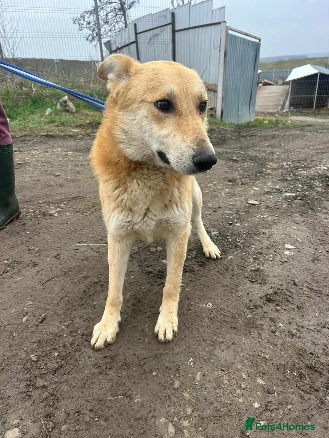 Mixed Breed dogs for adoption: Tanner - Norwich Norfolk  - Advert 2