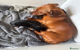 Chiweenie dogs for sale: Dolly  - Image 5