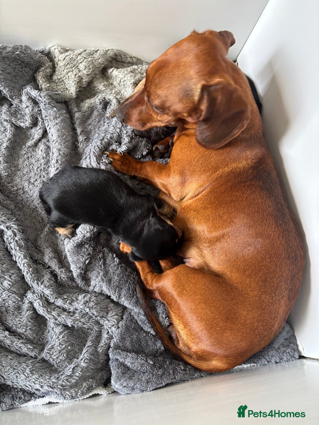 Chiweenie dogs for sale: Dolly  - Image 5