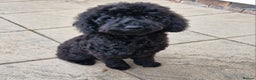 Cockapoo dogs for sale: Beautiful Black Cocapoo Boy - Advert 1